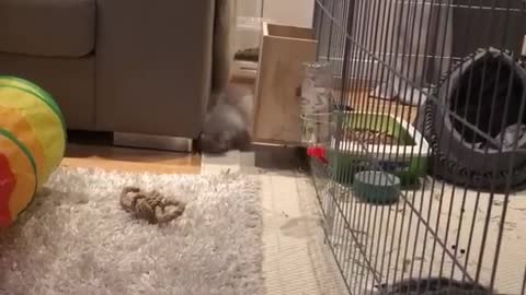 Bunny rabbit catches a case of the zoomies