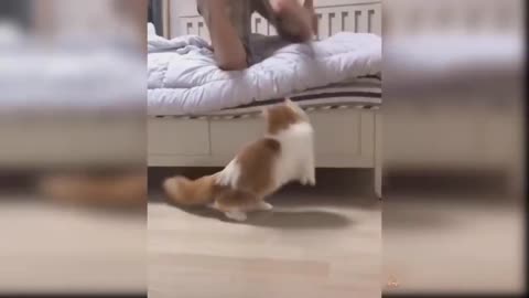 Baby Cats | Cute And Funny Cat Videos Compilation cute and funny cat and baby cats