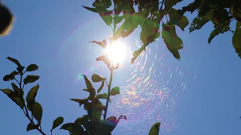 Gossamer Spiderweb in Apple Tree in the Sunlight - Nature Clip