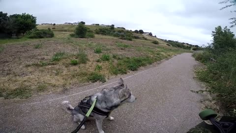 *Warning* Husky Protecting Owner Caught On Video | Guard Dog Test In Action