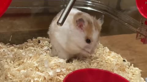 Really funny!!!! my hamster takes a shower