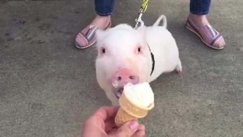 Pickle The Mini Pig Absolutely Loves Ice Cream