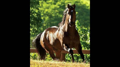 six most beautiful horse breeds in Brazil