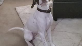 English Pointer Tricks