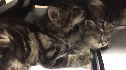 Just a kitten grooming her brother and sister