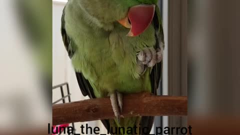 Talking Parrot Adorably Makes Kissing Noises