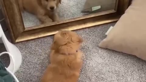 I love when they look into mirrors