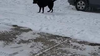 Doggy Jumps Joyously in the Snow