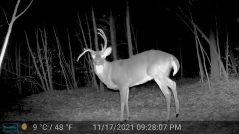 Whitetail Buck