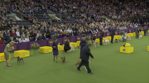 King the Wire Fox Terrier wins the 2022 Westminster Kennel Club Dog Show Terrier Group | FOX SPORTS