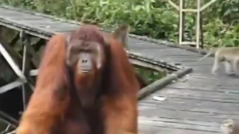 A monkey try to steal a banana from orangutans's mouth, and end up payung the price