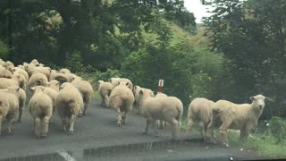 Traffic Jam New Zealand Style