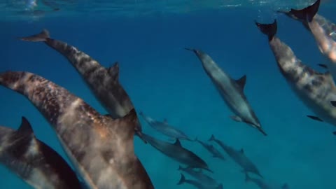 Wild dolphin video scene