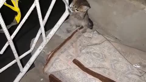 Funny video with cat🐱