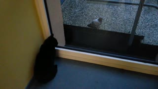 Cat attracted by a pigeon