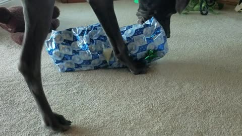 Great Dane opens Christmas present