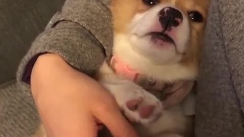 Corgi baby yawning lovely sleep