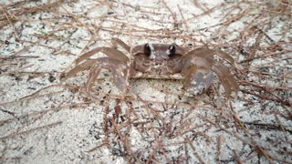 Little ghost crab blur during daytime