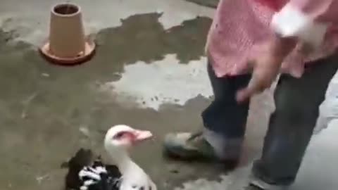 See how this duck defends its young