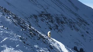 Skier Meets Mountain Goat at 10,000 Feet