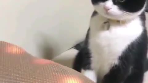 Look at the Reaction of that Cat SO Funny