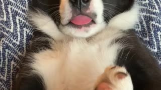 Super cute puppy seems to be having a really tasty dream