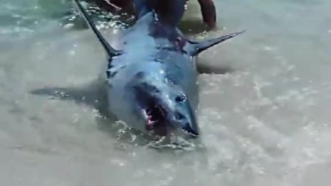 Brave beachgoers rescue HUGE stranded Great White Shark