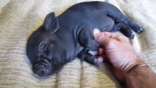 Adorable Baby Pig Preparing for Sleep