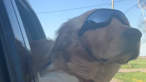 Double Doggles