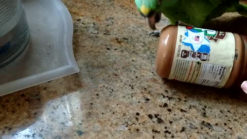 Parrot Trys To Get Peanut Butter Out Of A Jar