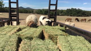 Sheep hop on trailer for hay, get short ride
