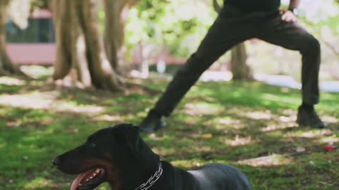 Adorable pup shows love to owner with cuddles