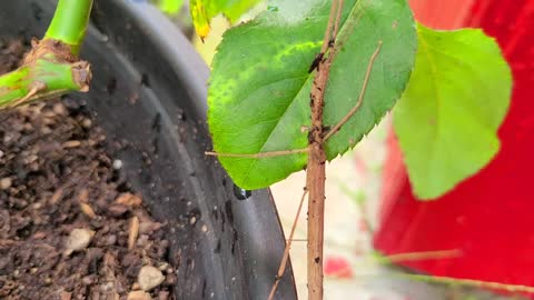 Stick Bug On The Homestead