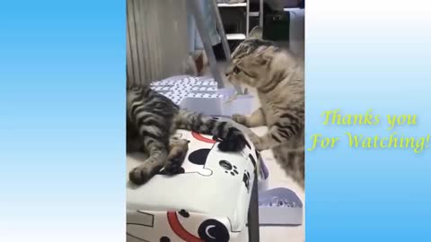 Top Cute Funny Cat Video Compilation | Pets are Love