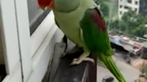 Friendly Talking Parrot Calling Mumnmy in Lockdown