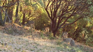 Female Pregnant California Deer In Forest