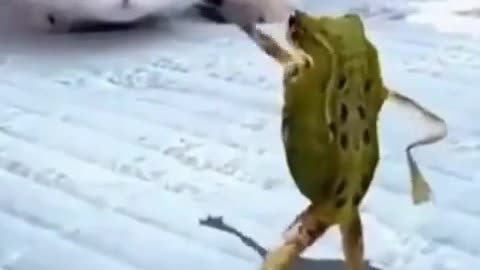 Frog Dancing in front of a Cat