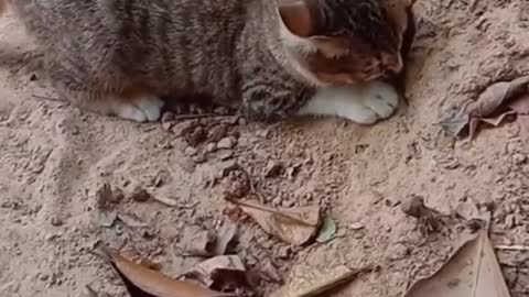 Catching snake by cat.