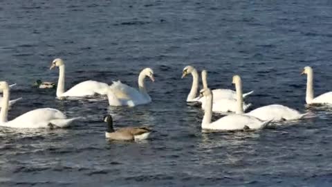 Look at the beauty of swans in the sea