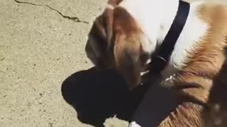 English Bulldog Puppy swimming with his owner for the first time