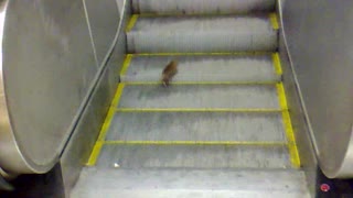 This Rat Is A Pro At The Stairmaster