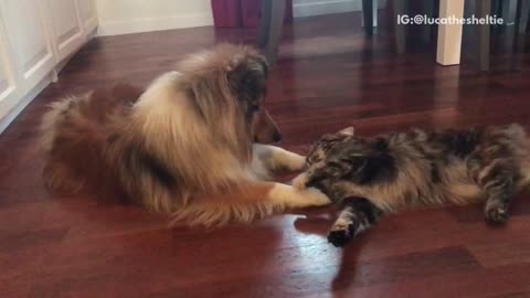 Brown dog lays next to and licks grey cat on the floor