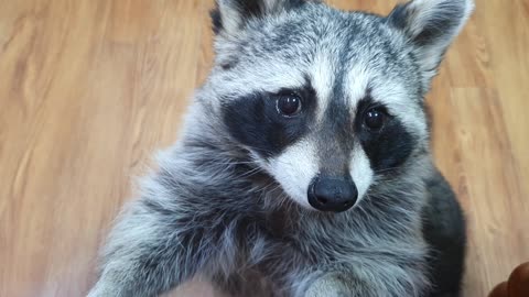 Adorable pet raccoon chows down on tasty rice cake