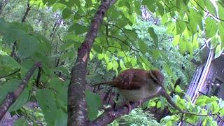 The Carolina wren song