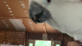 Cockatoo says “hey “