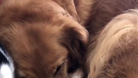 Their Best Friends Newborn Kitten