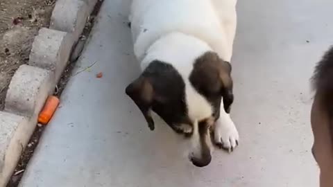 Little kid is feeding little dog with little carrot