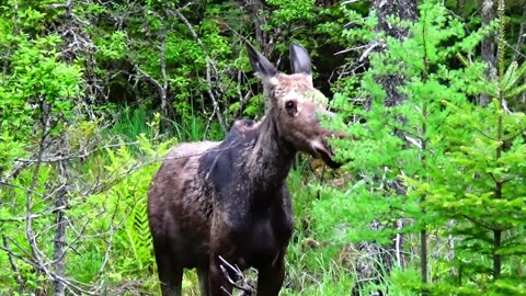 Roadside Moose