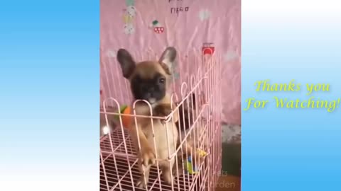 Cute Pets And Funny Animals Compilation #16 - Pets Garden2021