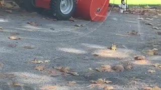 Goose Charges Groomer